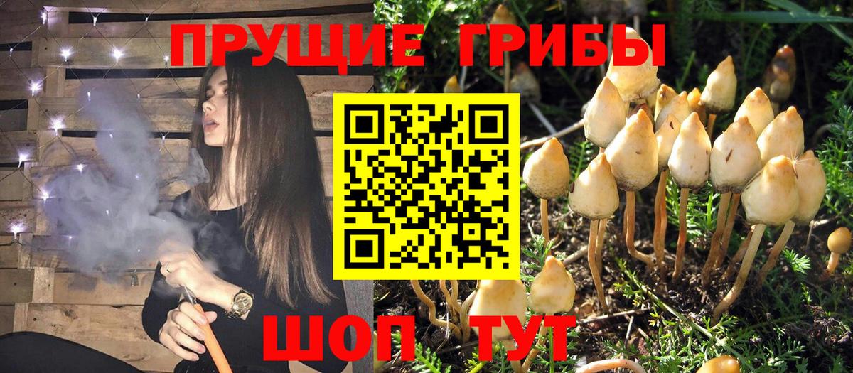 дарнет шоп  Галлюциногенные грибы мухоморы  Вход с VPN  Красноперекопск 